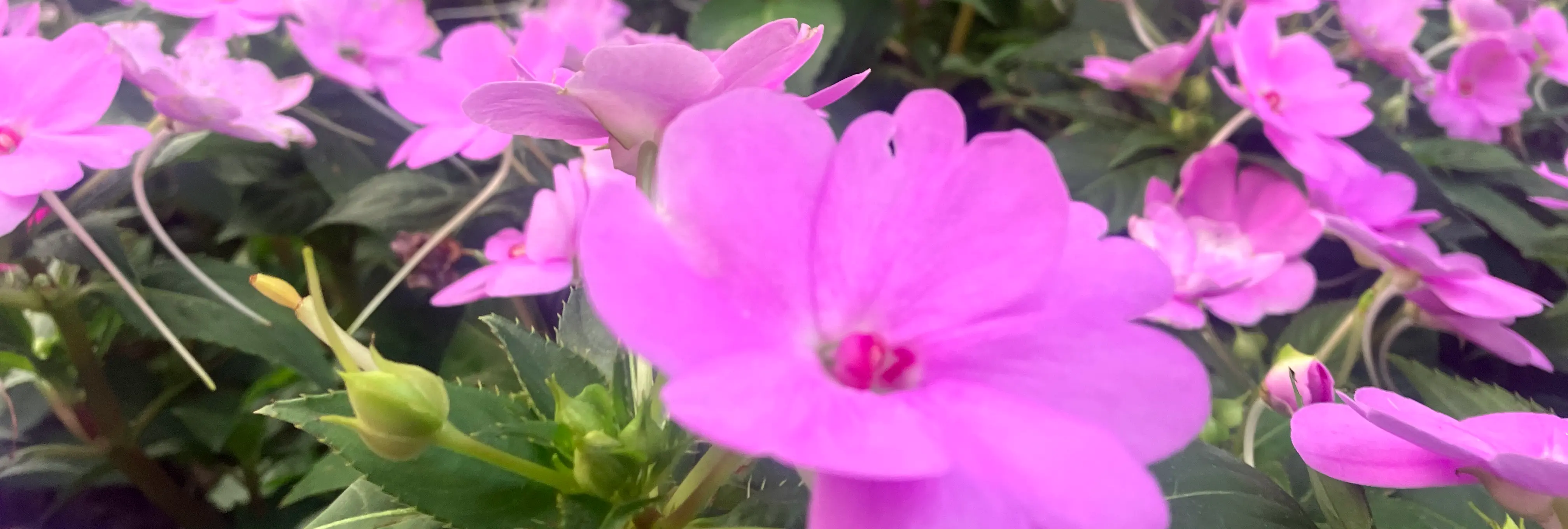 使用 ESP32-S3 或 树莓派 RP2040/RP2530 的 FIDO2 安全密钥（PicoKey）